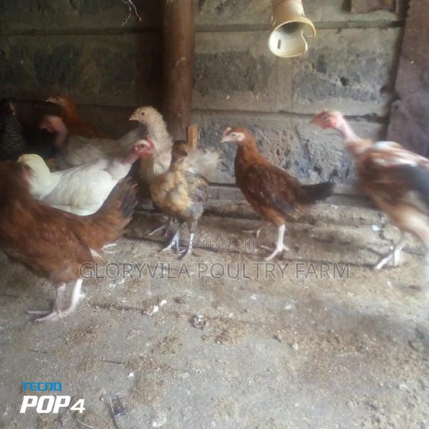 8 Weeks Old Improved Kienyeji Chicks