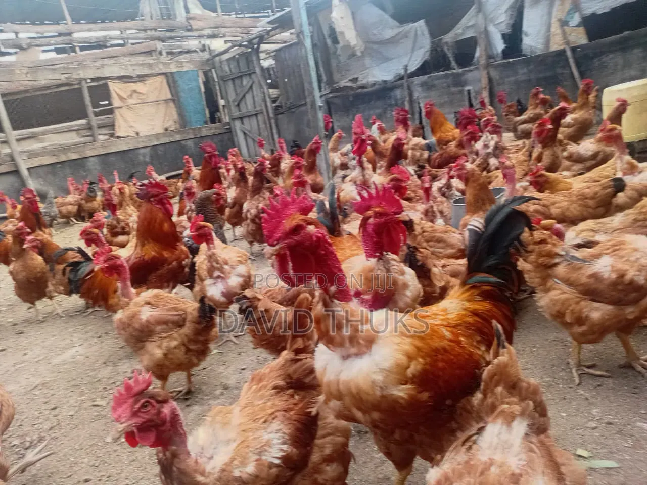 Livity Chicken Palace