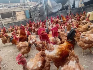 Livity Chicken Palace