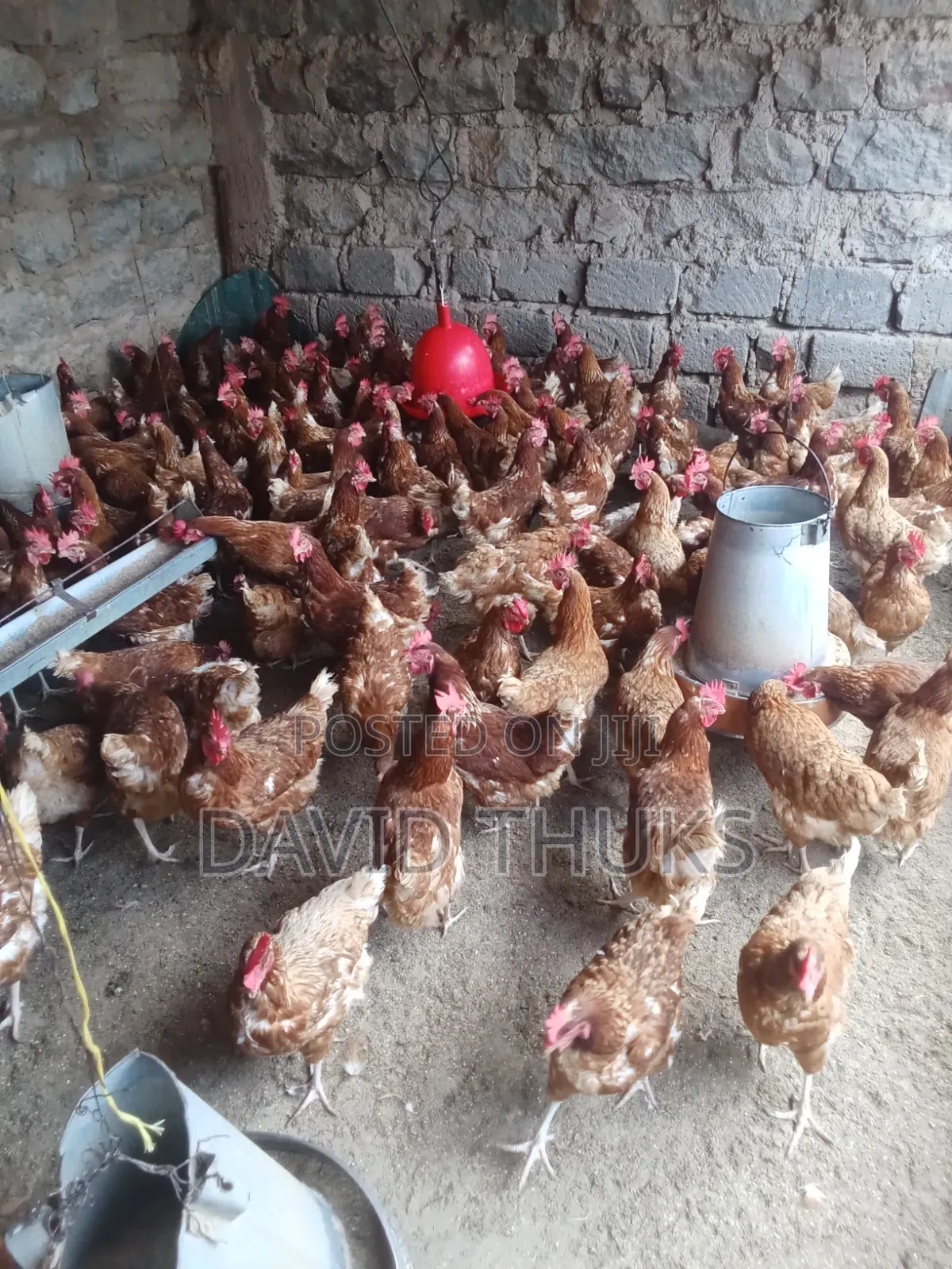 Livity Chicken Palace