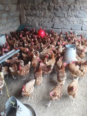 Livity Chicken Palace