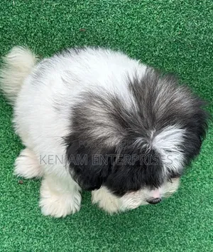1-3 months Female Purebred Havanese