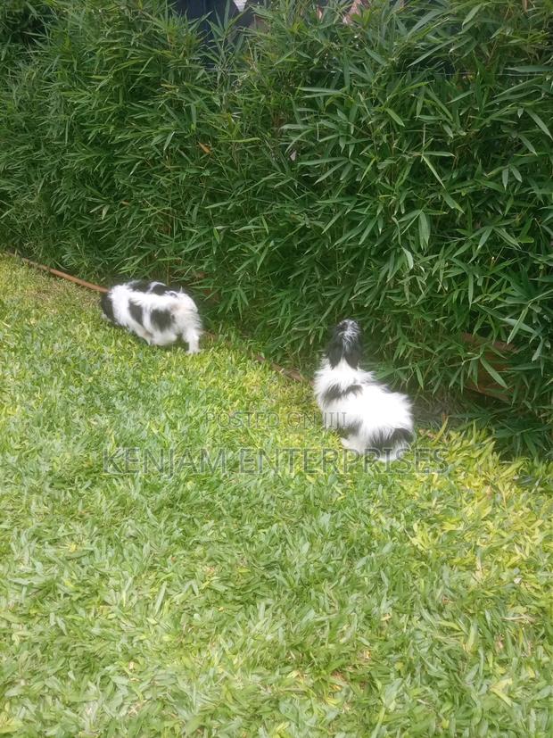 1-3 months Male Purebred Havanese - thumbnail 2
