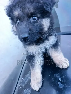 1-3 months Male Purebred German Shepherd