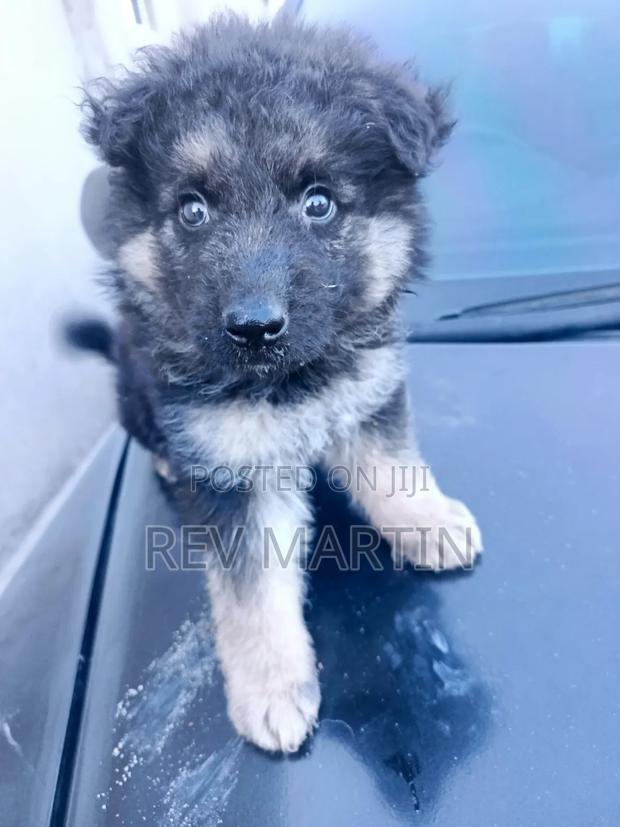 1-3 months Male Purebred German Shepherd - thumbnail 3