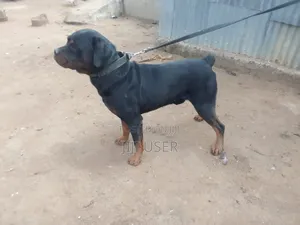 1+ year Male Mixed Breed Boerboel