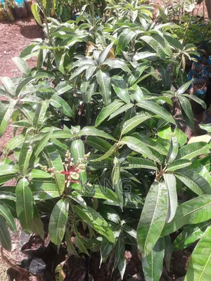 Quality Grafted Apple Mangoes