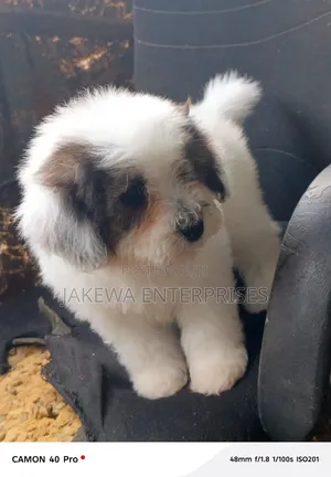 1-3 months Male Purebred Havanese