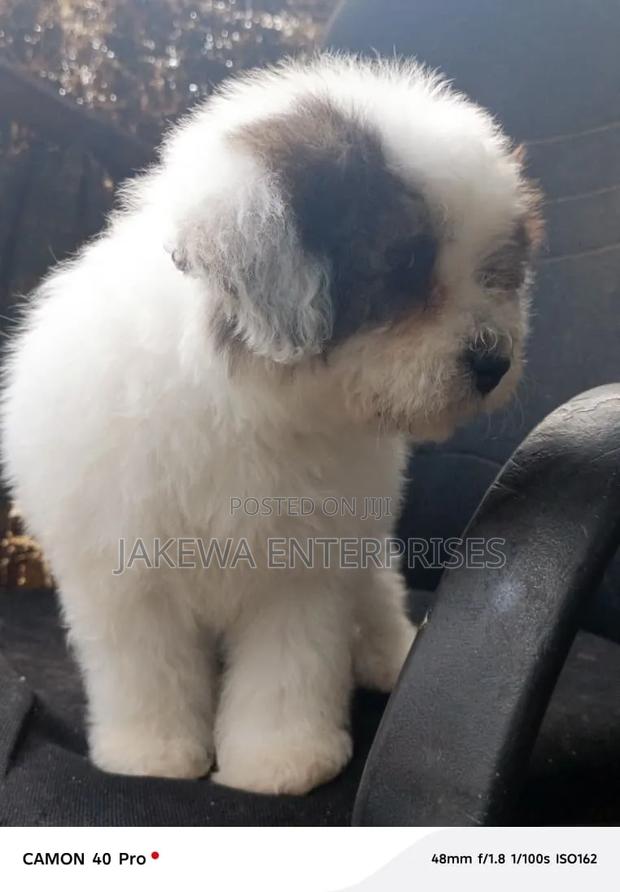 1-3 months Male Purebred Havanese - thumbnail 2