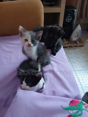 1-3 months Male Mixed Breed Cat