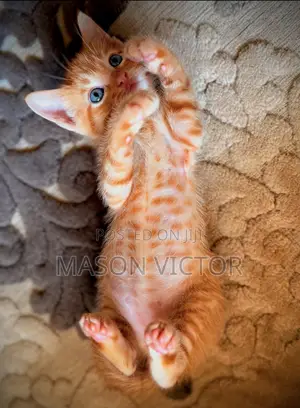 1-3 months Male Purebred American Shorthair
