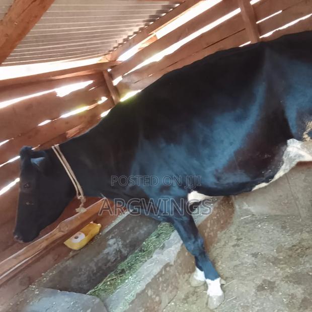 Adult Friesian Dairy Cattle for Sale in Busia Kenya