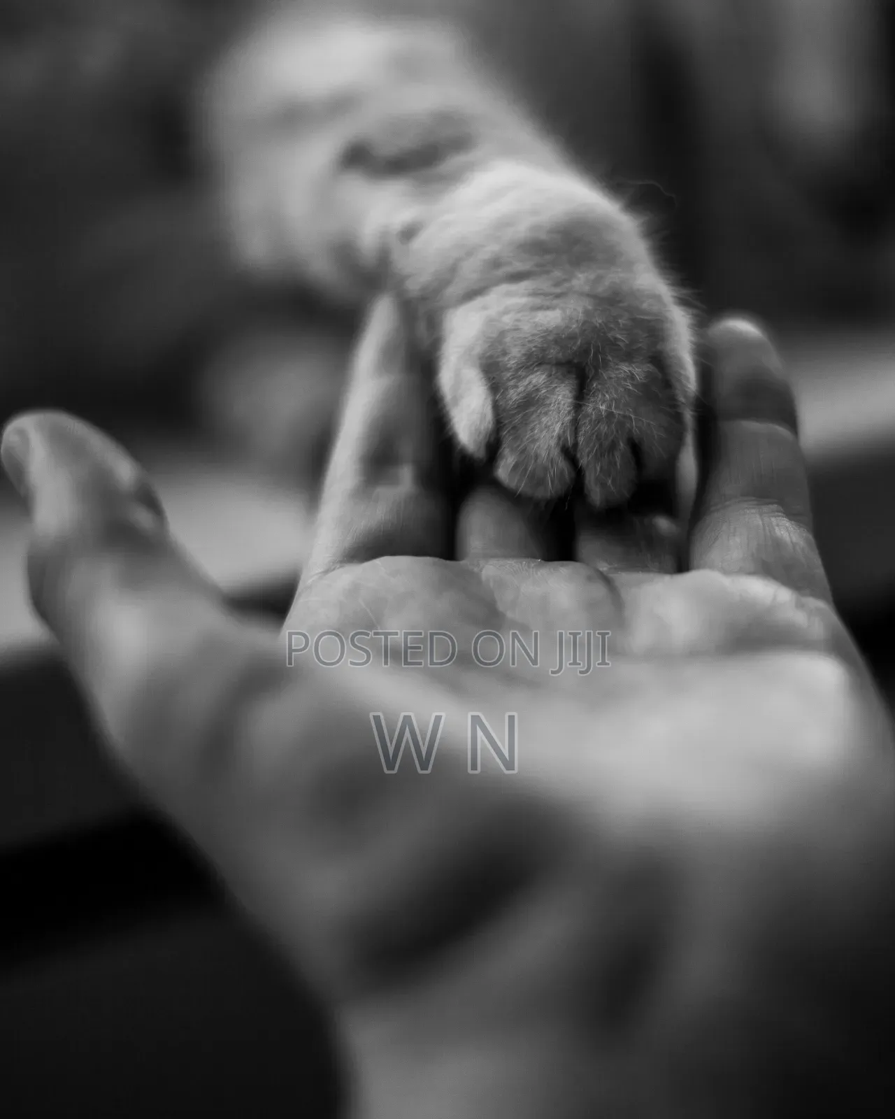 Pet Sitter