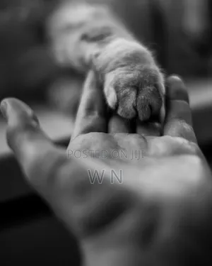 Pet Sitter