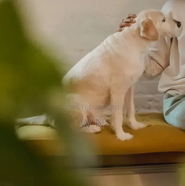 Pet Sitter