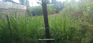 Plot for Sale
