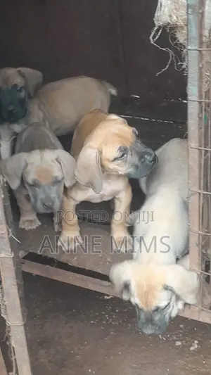 1-3 months Female Mixed Breed Boerboel
