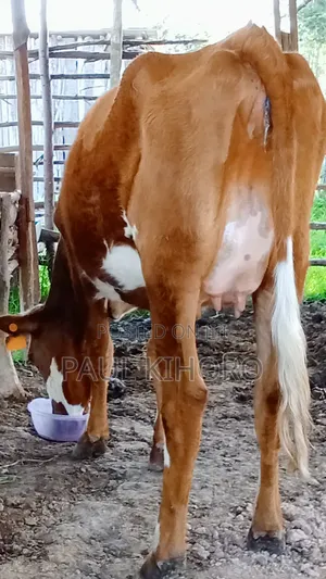Heifer 8month Incalf Ashley Cow