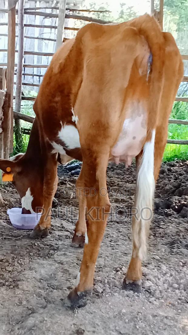 Heifer 8month Incalf Ashley Cow - thumbnail 2