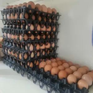 Fresh Yellow York Tasty Layers Eggs