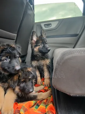 3-6 months Male Purebred German Shepherd