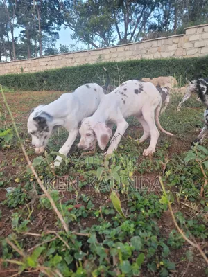 3-6 months Male Purebred Great Dane