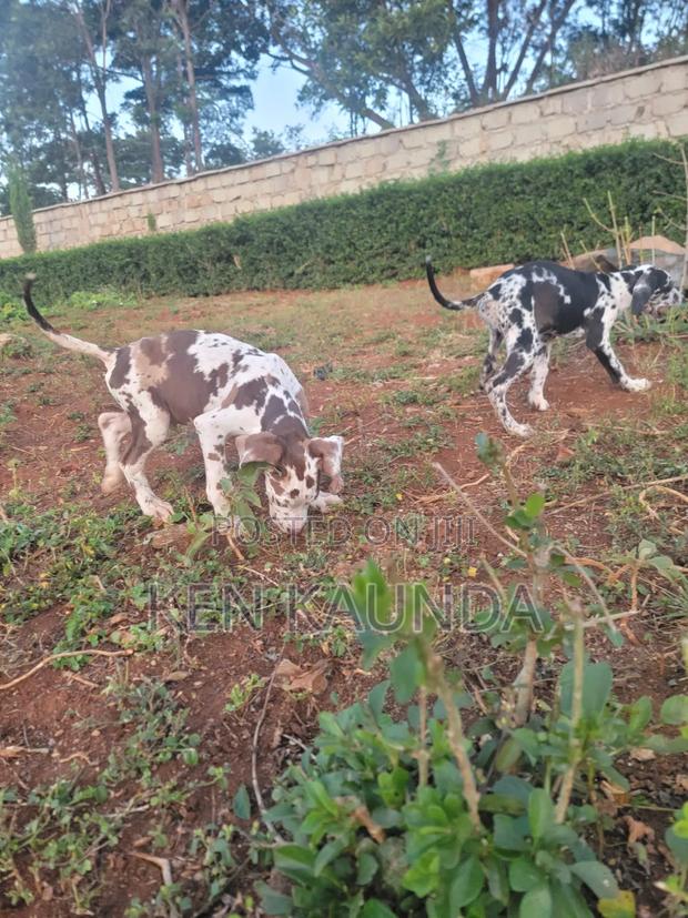 3-6 months Male Purebred Great Dane - thumbnail 2