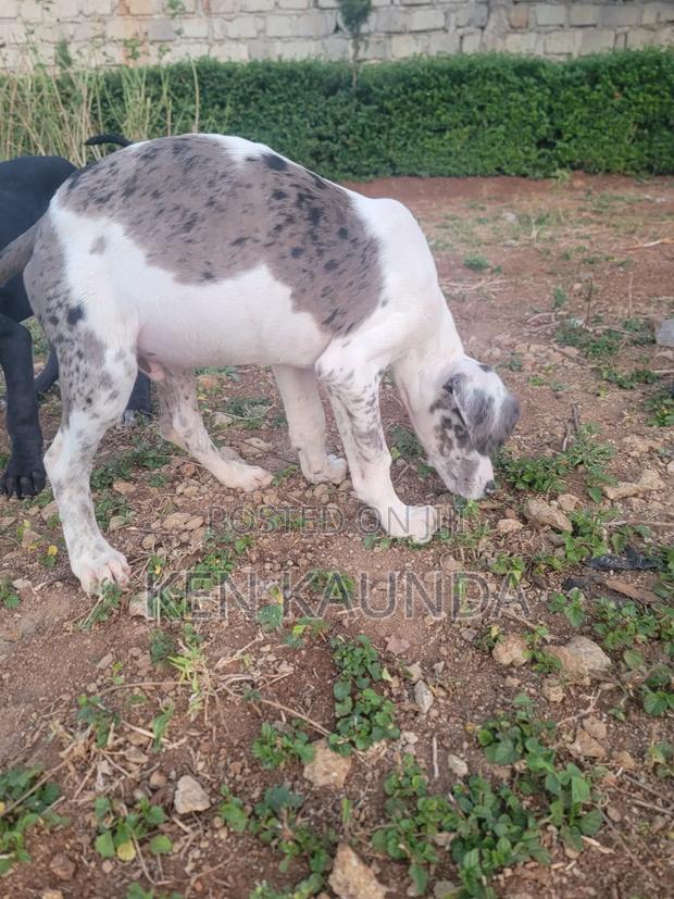 3-6 months Male Purebred Great Dane - thumbnail 4