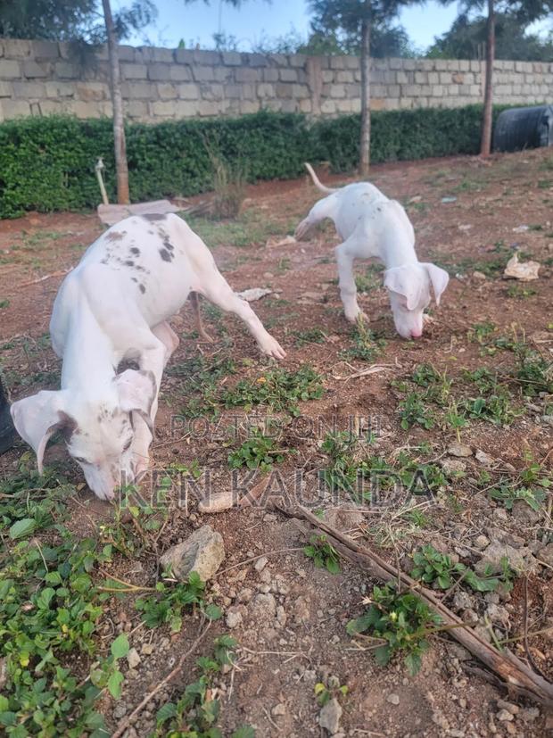 3-6 months Male Purebred Great Dane - thumbnail 5