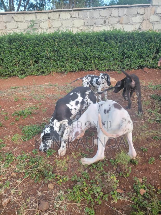 3-6 months Male Purebred Great Dane - thumbnail 6