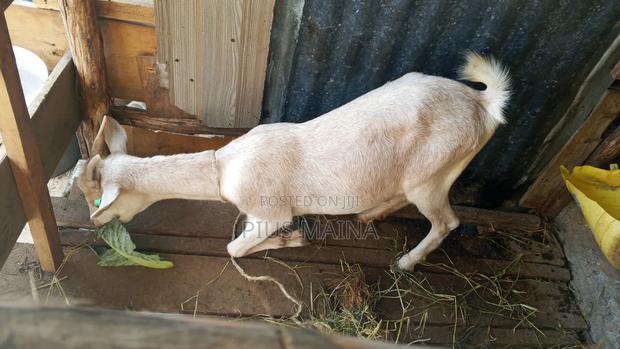 Rehoming Fema Sanne Goat