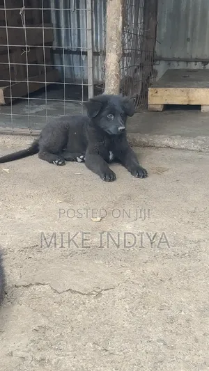 3-6 months Male Purebred German Shepherd