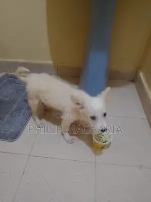 1-3 months Male Purebred Japanese Spitz