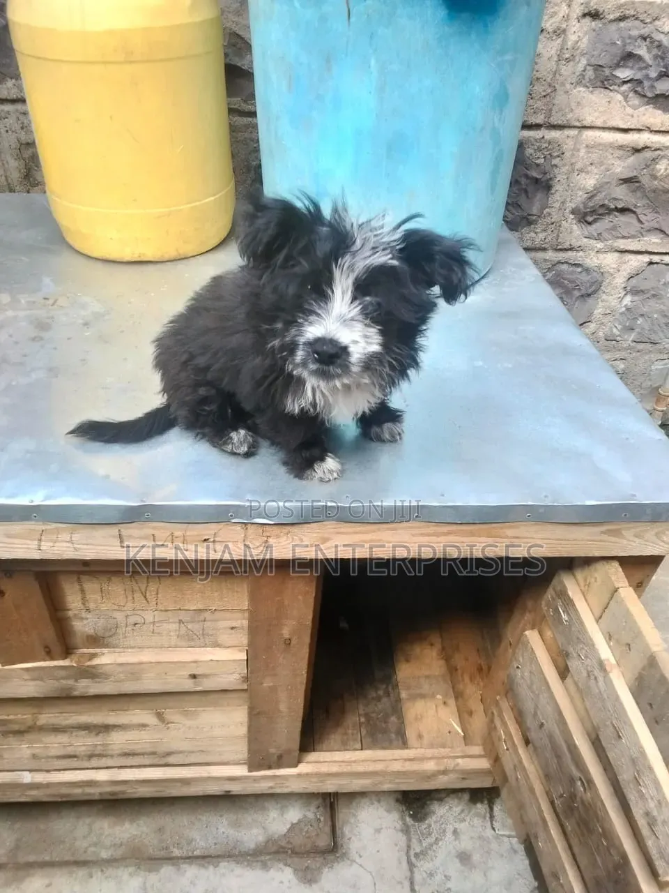 1-3 months Male Purebred Havanese