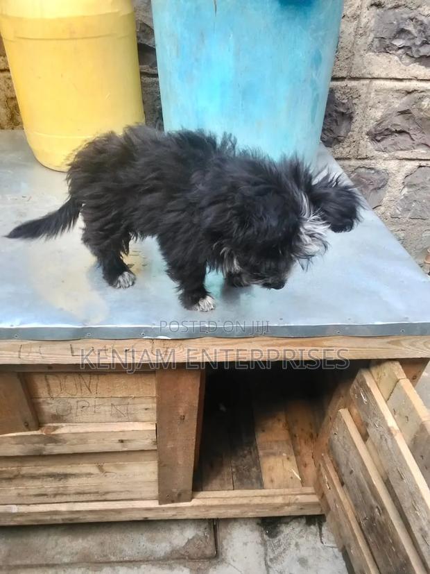 1-3 months Male Purebred Havanese - thumbnail 2