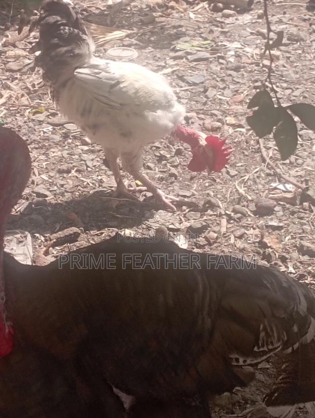 Pure Kienyeji Chicken