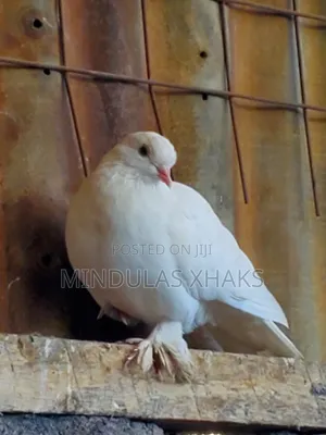 Pure White Female Pigeon