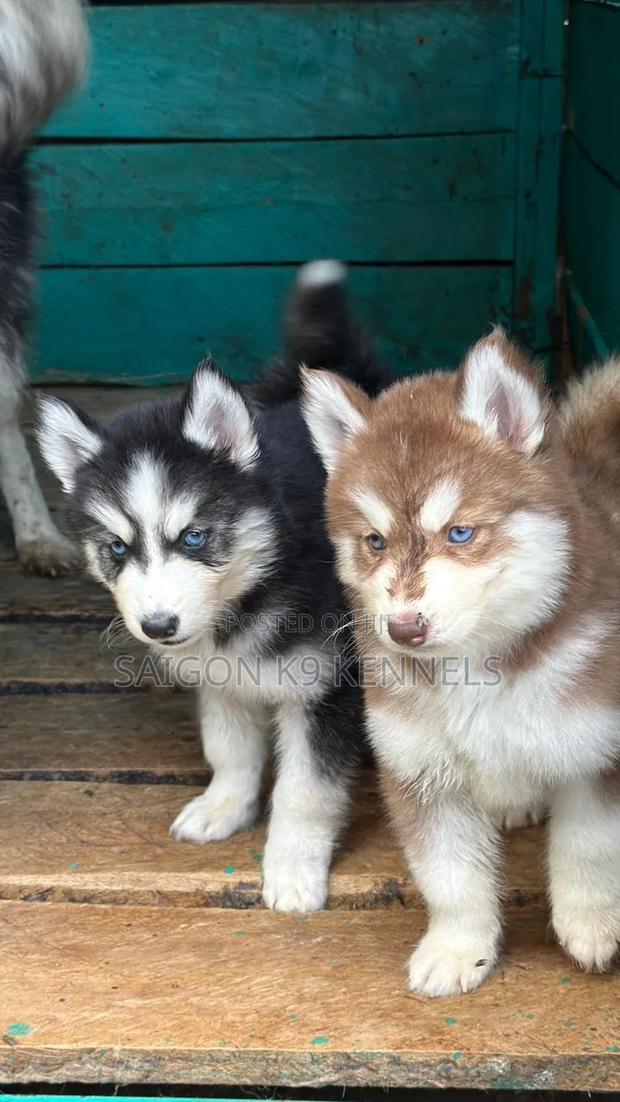 1-3 months Male Purebred Siberian Husky