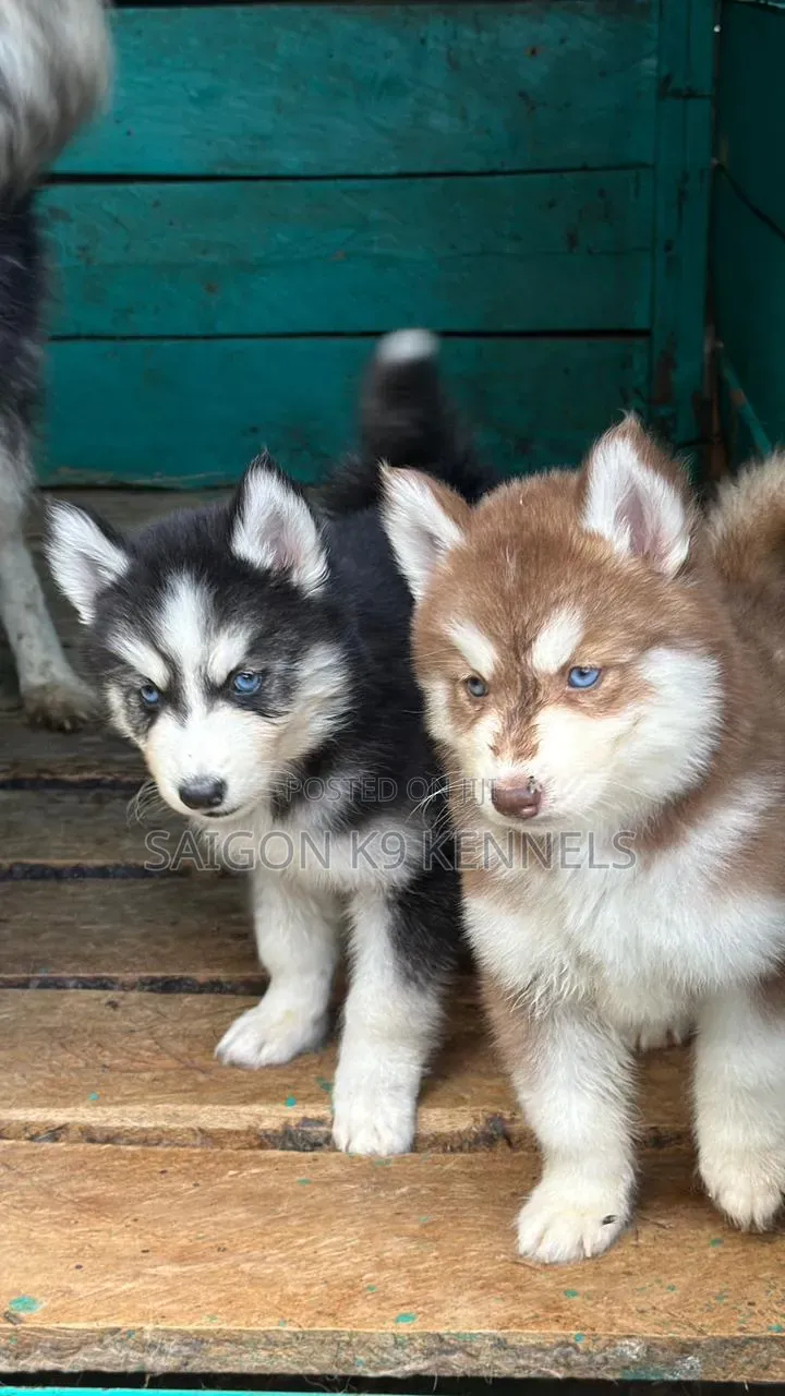 1-3 months Male Purebred Siberian Husky
