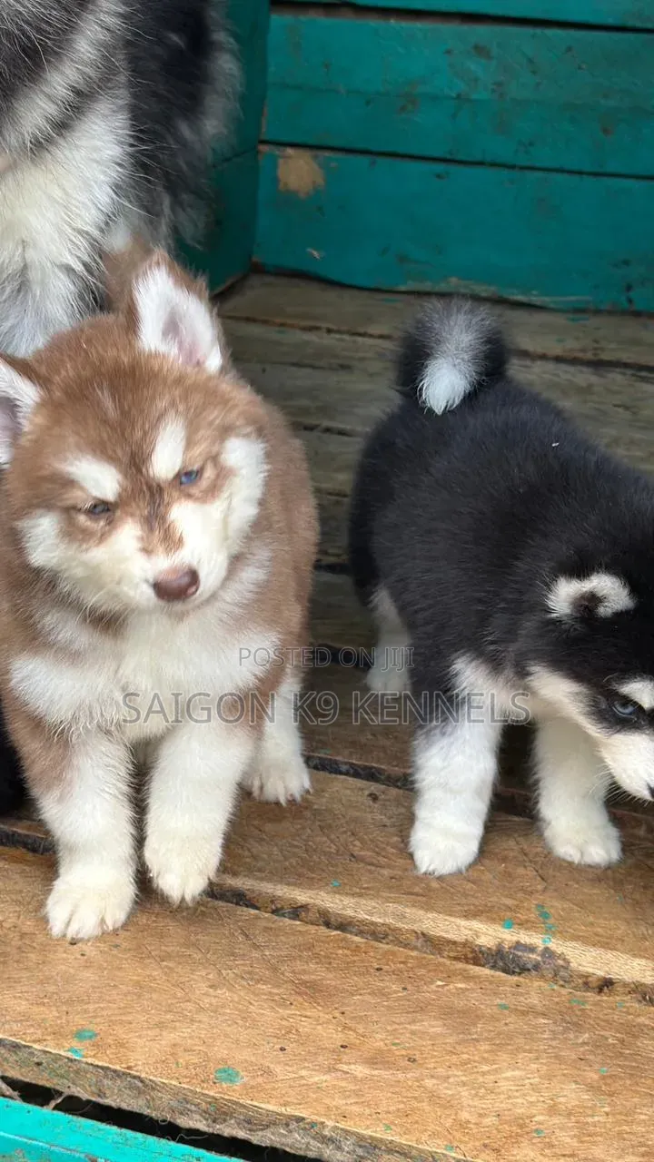 1-3 months Male Purebred Siberian Husky