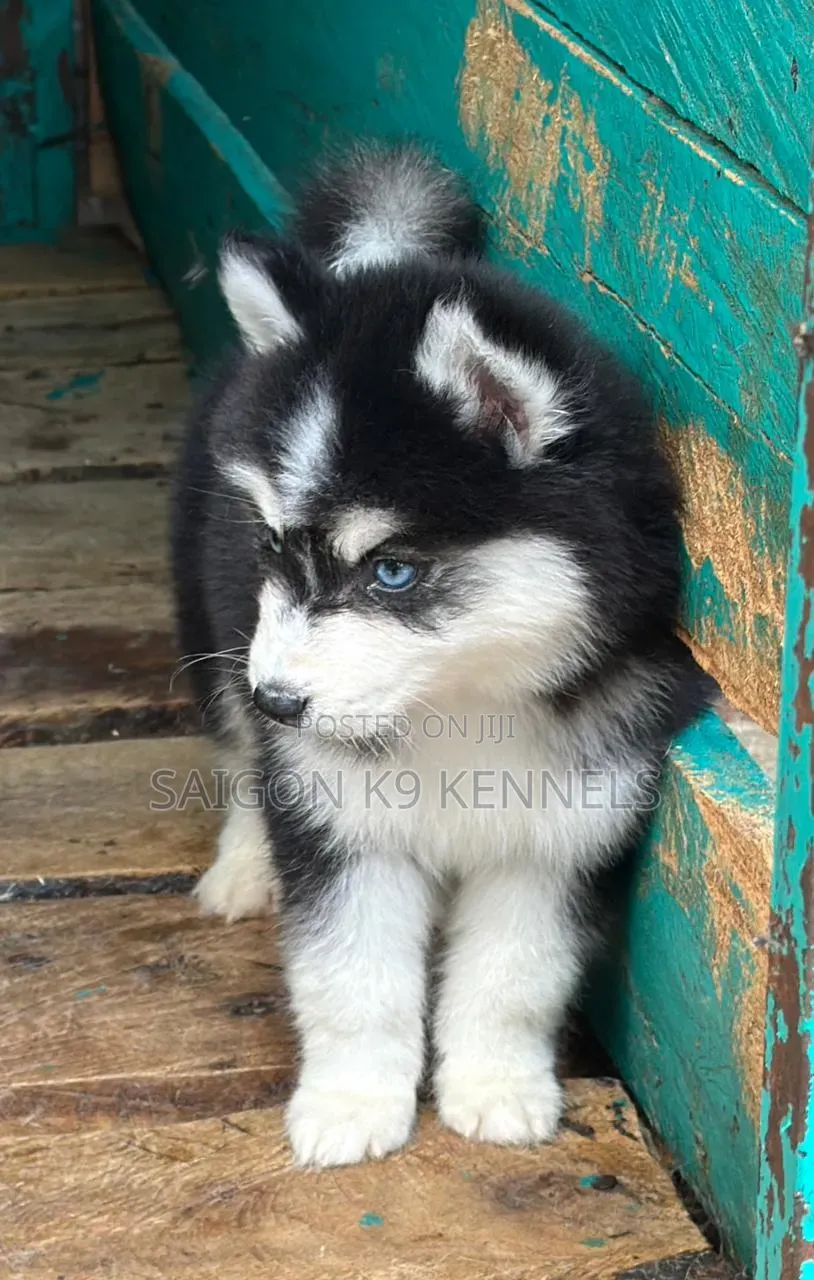 1-3 months Male Purebred Siberian Husky