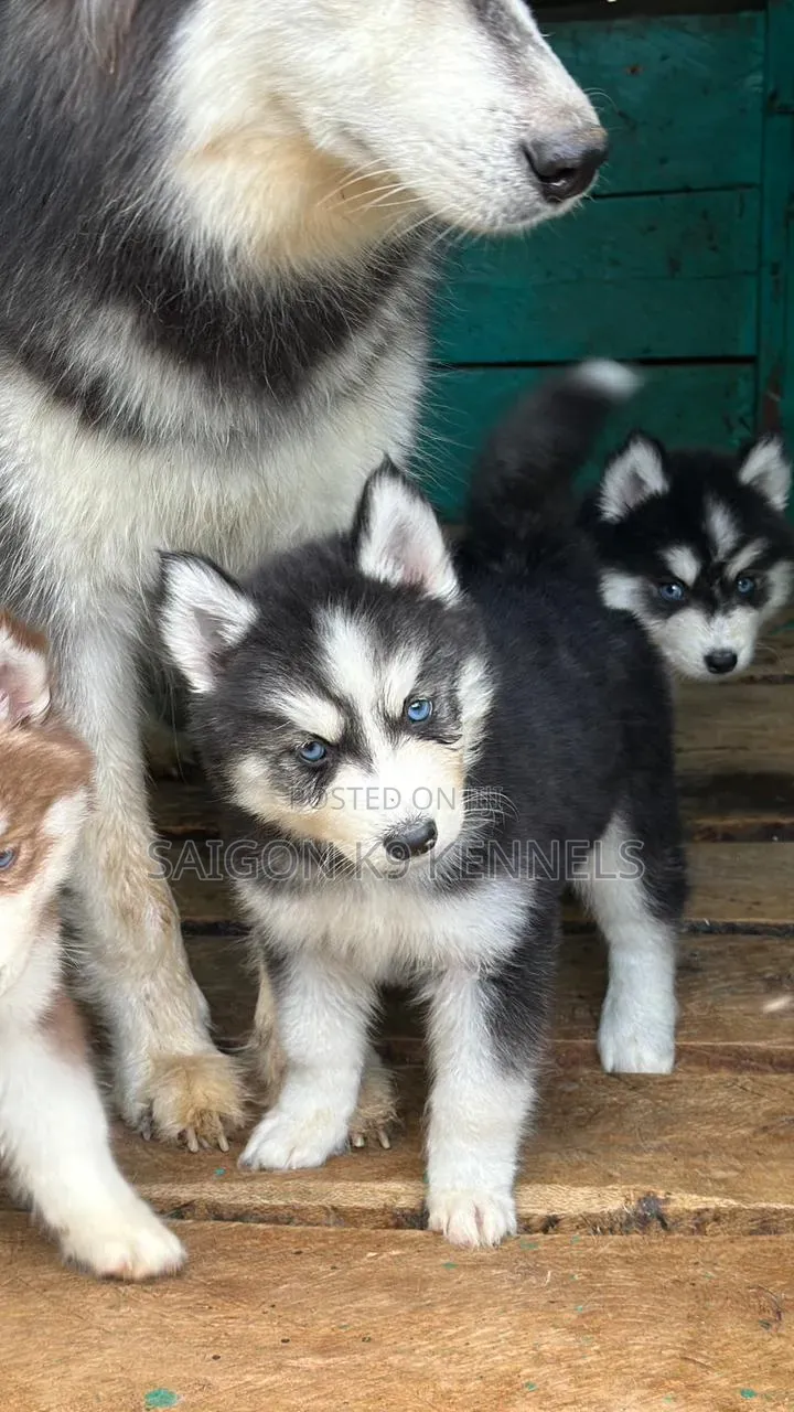 1-3 months Male Purebred Siberian Husky