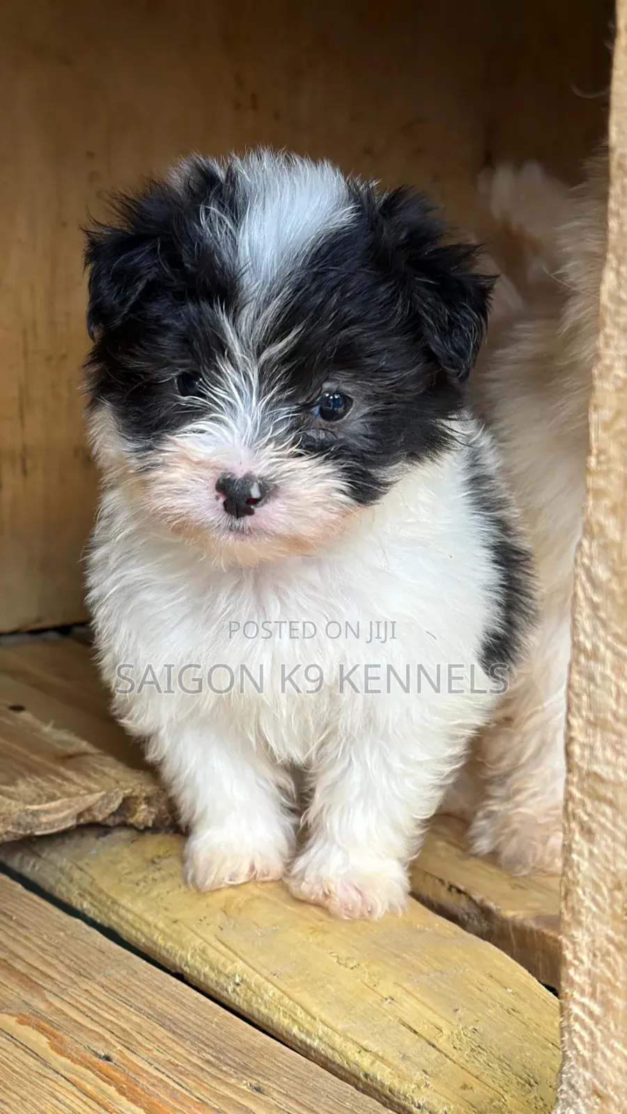 1-3 months Male Purebred Havanese