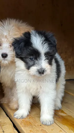 1-3 months Male Purebred Havanese
