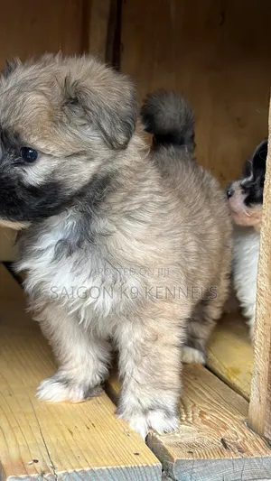 1-3 months Male Purebred Havanese