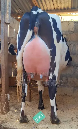 Giant Giant Cow Two Weeks Tocalf Second Time