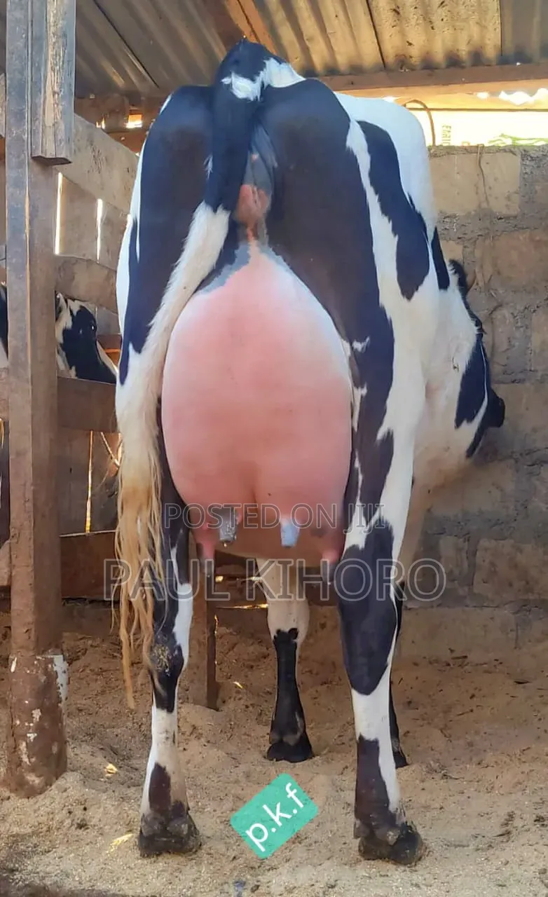 Giant Giant Cow Two Weeks Tocalf Second Time