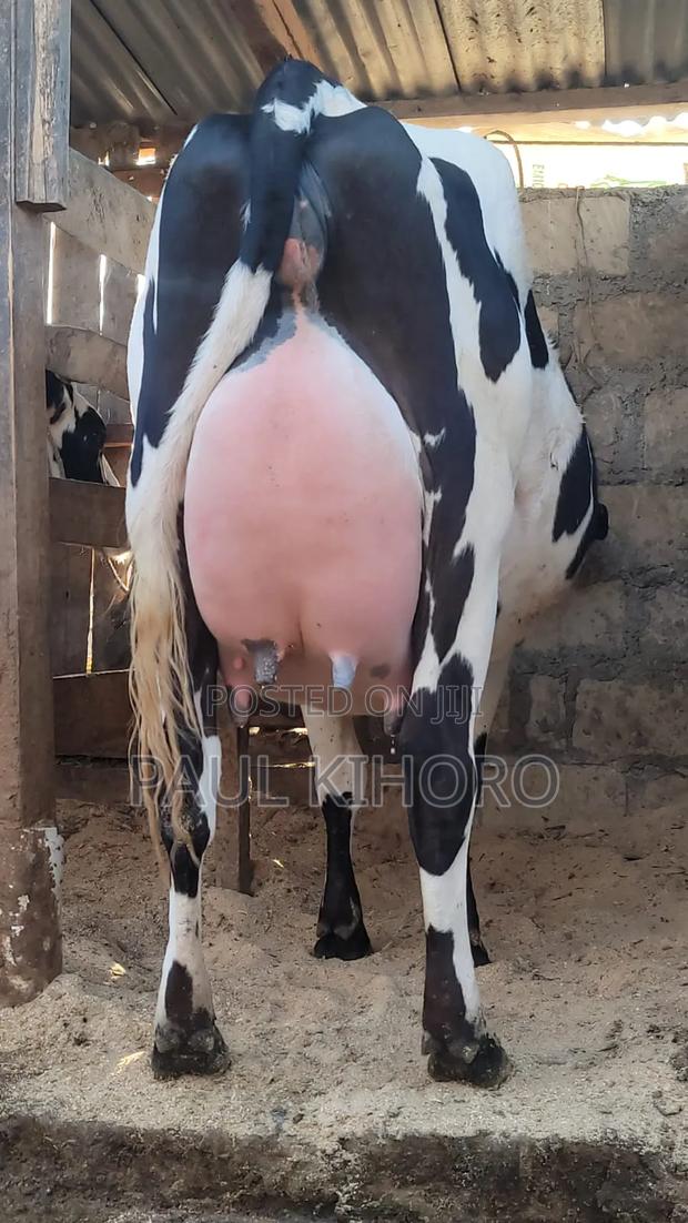 Giant Giant Cow Two Weeks Tocalf Second Time - thumbnail 2