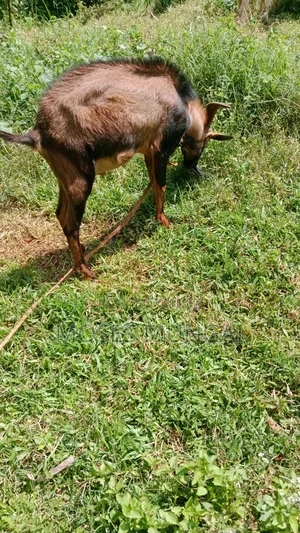 A German Alpine He Goat Ready for Rehoming