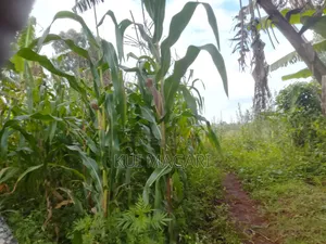 Plot On Sale In Banana Hill Kiambu